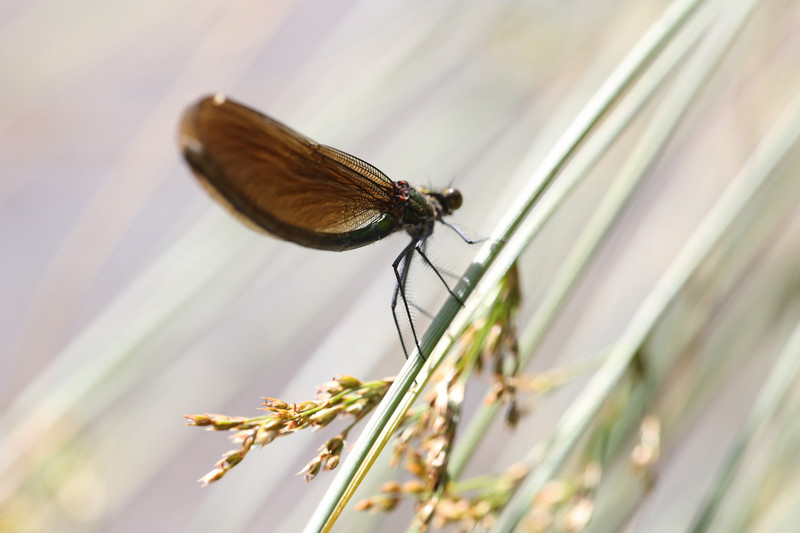 Nahaufnahme einer Libelle