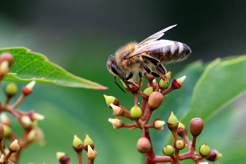 Bee sitting on wine blossoms 