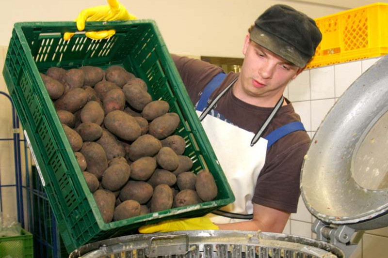 An employee puts potatoes into a peeling machine