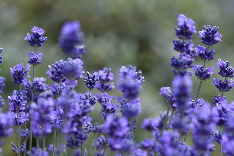 Lavendel in der Nahaufnahme