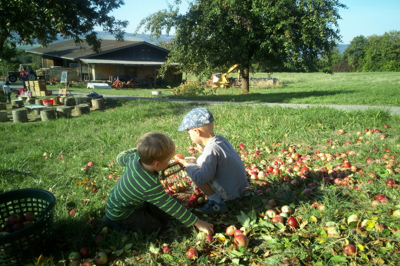 Children harvesting apples